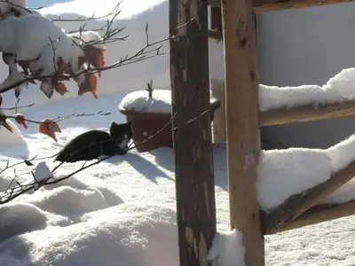 Ferienwohnung für 4 Personen (35 m²) in Fischbachau 5/10