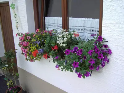 Blumenfenster