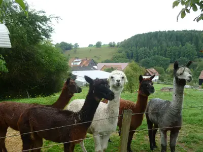Unsere Alpakas