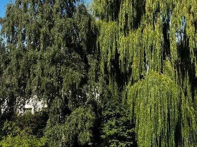 Ferienwohnung für 3 Personen (56 m²) in Bad Harzburg 8/10