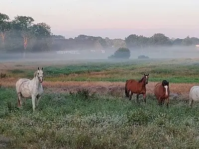 Ferienwohnung für 4 Personen (55 m²) in Langstedt 3/10