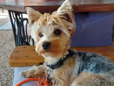 Ferienwohnung für 4 Personen (55 m²) in Langstedt 4/10