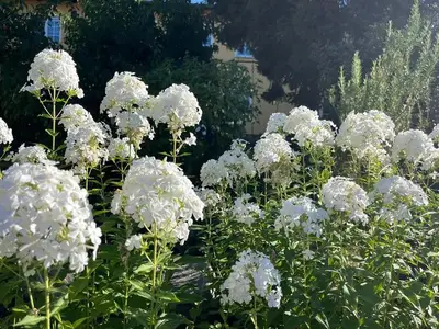 Ferienwohnung für 4 Personen (60 m²) in Benz (Usedom) 4/10