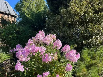Ferienwohnung für 4 Personen (60 m²) in Benz (Usedom) 5/10