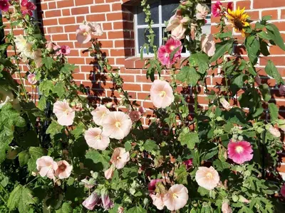 Ferienwohnung für 5 Personen (55 m²) in Barkau 9/10