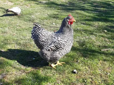 Ferienwohnung für 5 Personen (55 m²) in Barkau 10/10