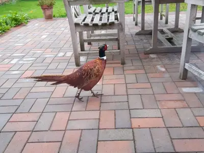 Ferienwohnung für 2 Personen (40 m²) in Barkau 5/7