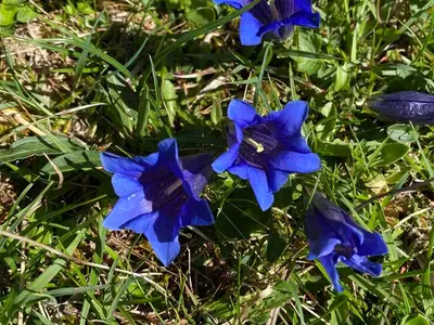 Ferienwohnung für 4 Personen (70 m²) in Leutasch 8/10