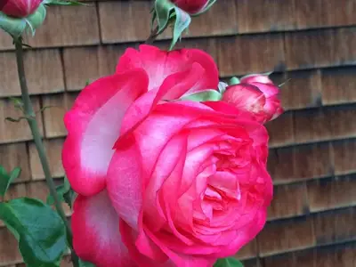 Ferienwohnung für 2 Personen (32 m²) in Mellau 7/10