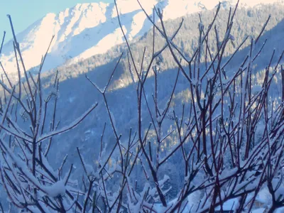 Gartenaussicht im Winter
