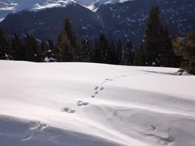 Spuren im Schnee