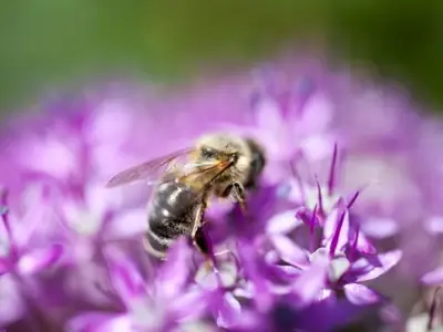 Ferienwohnung für 4 Personen in Pellworm 8/10