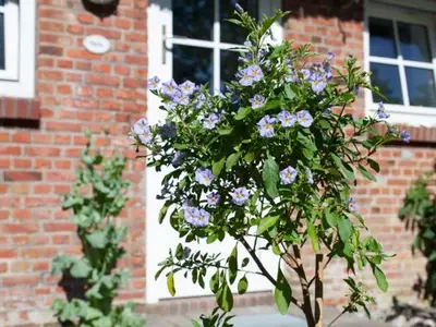 Ferienwohnung für 5 Personen in Pellworm 7/10