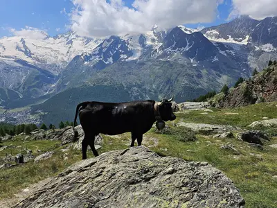 Umgebung Walliser Kuh
