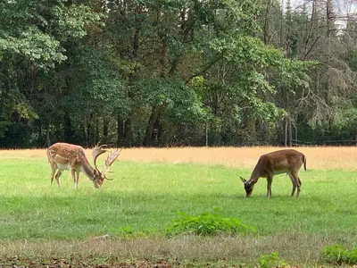 Am Wiesental-Umgebung