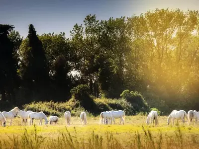 Ferienwohnung für 3 Personen (35 m²) 3/10