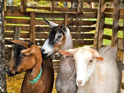 Ferienwohnung für 18 Personen (178 m²) 1/10