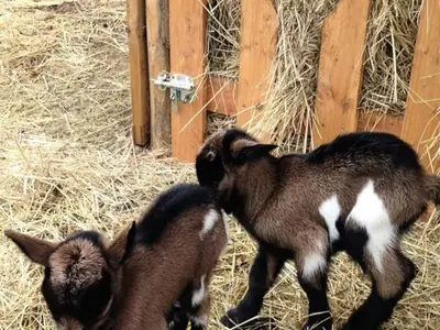 Ferienwohnung für 18 Personen (178 m²) 9/10