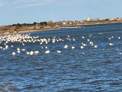 Ferienwohnung für 5 Personen (44 m²) in Le Grau-du-Roi 4/10