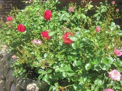 Ferienwohnung für 5 Personen (60 m²) in Morsum (Sylt) 4/10