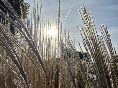 Ferienwohnung für 4 Personen (55 m²) in Kölpinsee (Usedom) 9/10