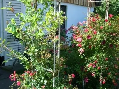 Ferienwohnung für 4 Personen (70 m²) in Pruchten 10/10