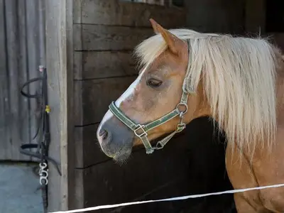 Ferienwohnung für 5 Personen (65 m²) in Ossiach 10/10