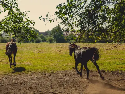 Ferienwohnung für 4 Personen (110 m²) in Stülpe 9/10