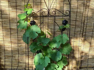 Ferienwohnung für 3 Personen (52 m²) in Bous 10/10