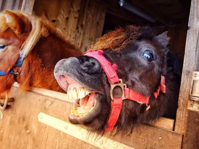 Ferienwohnung für 2 Personen (25 m²) in Sinsenbach 6/9