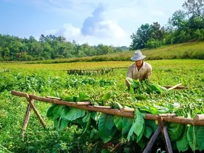 Ferienwohnung für 4 Personen (15 m²) in Viñales 8/10