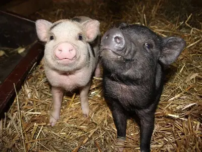 Ferienwohnung für 7 Personen (75 m²) in Sinsenbach 2/10