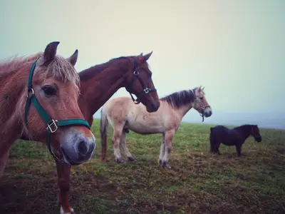 Ferienwohnung für 7 Personen (75 m²) in Sinsenbach 8/10