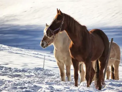 Ferienwohnung für 7 Personen (75 m²) in Sinsenbach 10/10