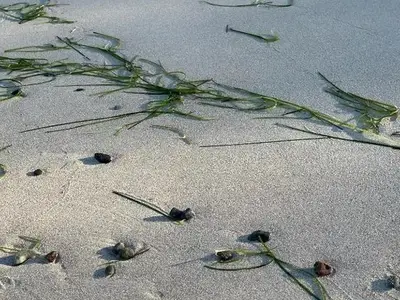 Ferienwohnung für 5 Personen (79 m²) in Dranske 10/10