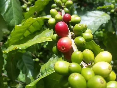 Ferienwohnung für 4 Personen (15 m²) in Viñales 5/10