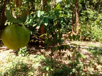 Ferienwohnung für 4 Personen (15 m²) in Viñales 9/10