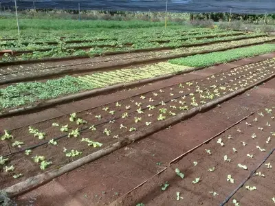 Ferienwohnung für 3 Personen (14 m²) in Margajitas 5/10