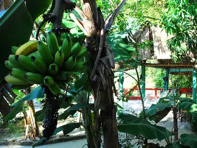 Ferienwohnung für 4 Personen (20 m²) in Viñales 10/10