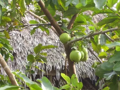 Ferienwohnung für 3 Personen (16 m²) in Las Lisas 8/10