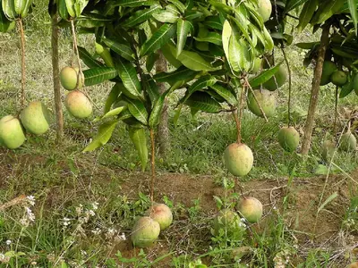 Ferienwohnung für 3 Personen (16 m²) in Las Lisas 9/10