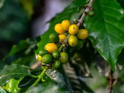 Ferienwohnung für 3 Personen (16 m²) in Viñales 9/10