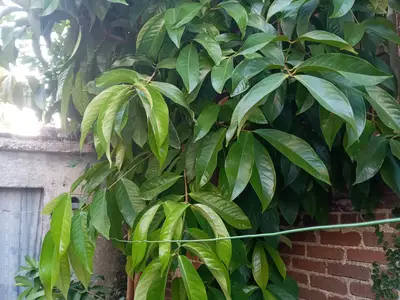 Ferienwohnung für 2 Personen (21 m²) in Holguín 4/10