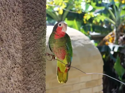 Ferienwohnung für 4 Personen (15 m²) in Viñales 7/7