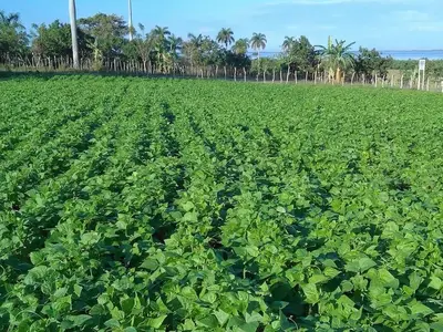 Ferienwohnung für 4 Personen (20 m²) in Margajitas 3/10
