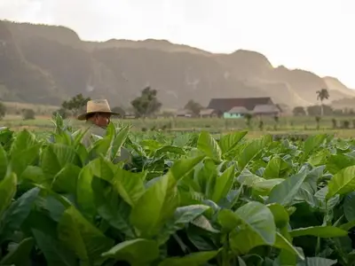 Ferienwohnung für 4 Personen (25 m²) in Viñales 8/10