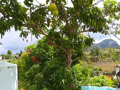 Ferienwohnung für 4 Personen (20 m²) in Viñales 9/10