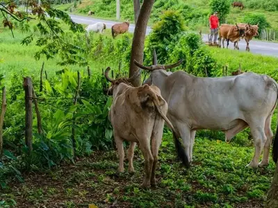 Ferienwohnung für 4 Personen (18 m²) in Viñales 5/10