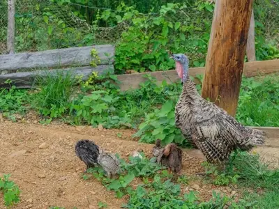 Ferienwohnung für 4 Personen (20 m²) in Viñales 6/10