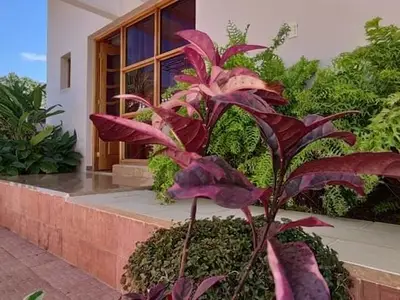 Ferienwohnung für 4 Personen (20 m²) in Viñales 5/10